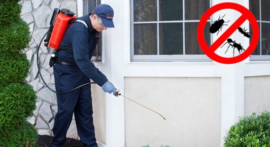 Yığılca Böcek ve Haşere İlaçlama böcek ilaçlama ve haşere kontrolü — ilaclama-tr.com